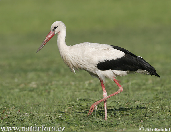 Cigogne blanche