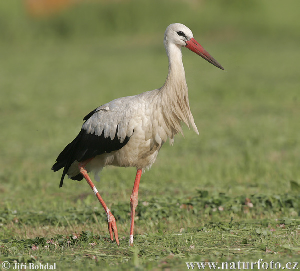 Cigogne blanche