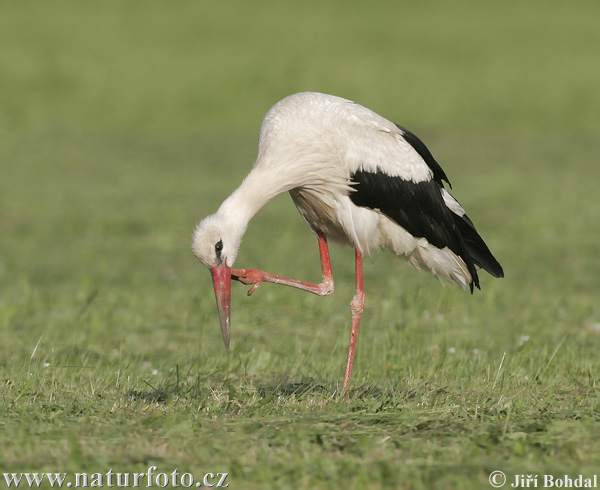 Cigogne blanche