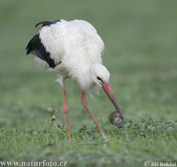 Cigogne blanche