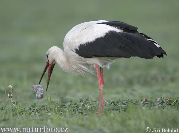 Cigogne blanche