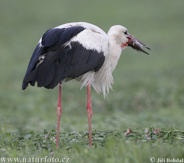 Cigogne blanche