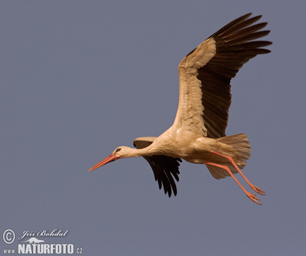 Cigogne blanche