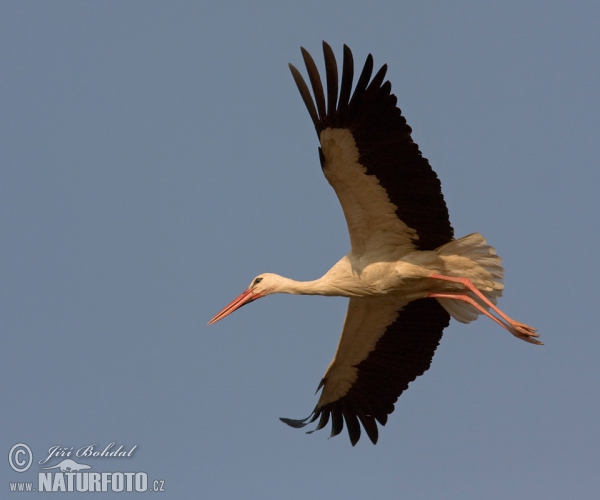 Cigogne blanche