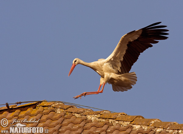 Cigogne blanche