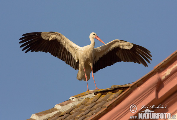 Cigogne blanche