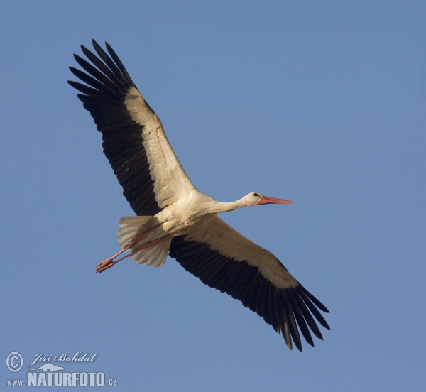 Cigogne blanche