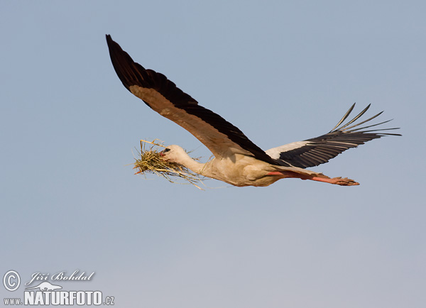 Cigogne blanche