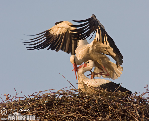 Cigogne blanche