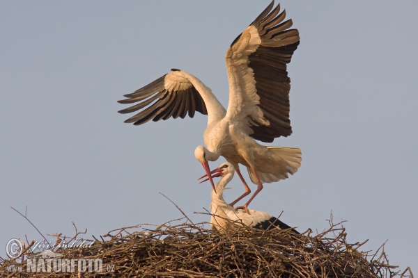 Cigogne blanche