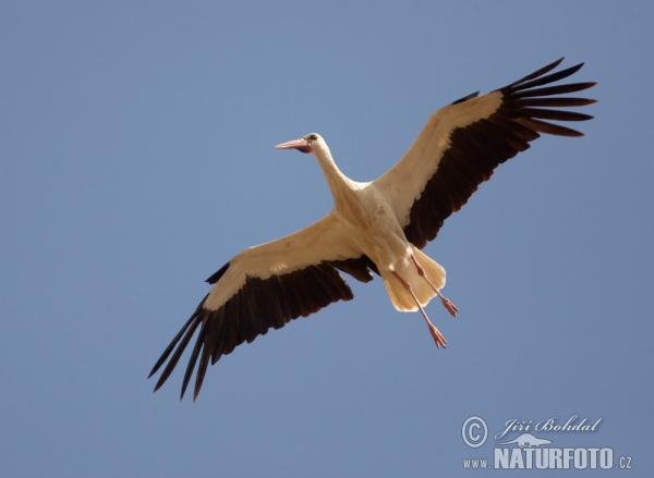 Cigogne blanche