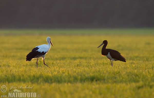 Cigogne noire