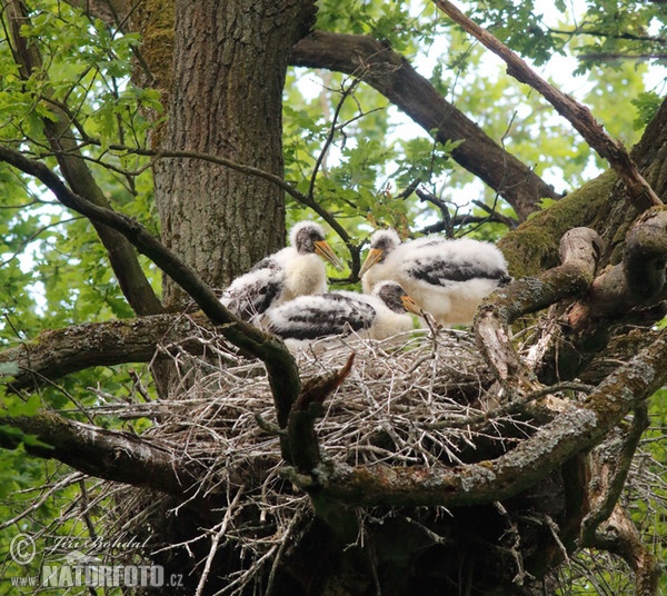 Cigogne noire