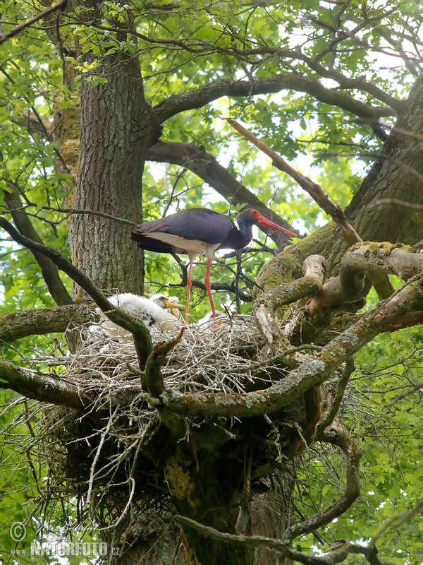 Cigogne noire