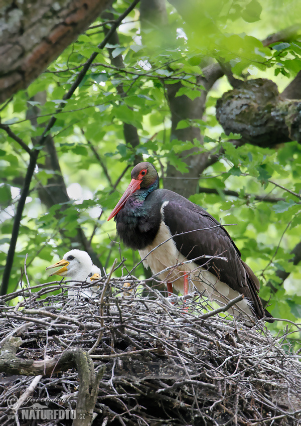 Cigogne noire