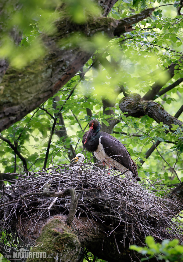 Cigogne noire