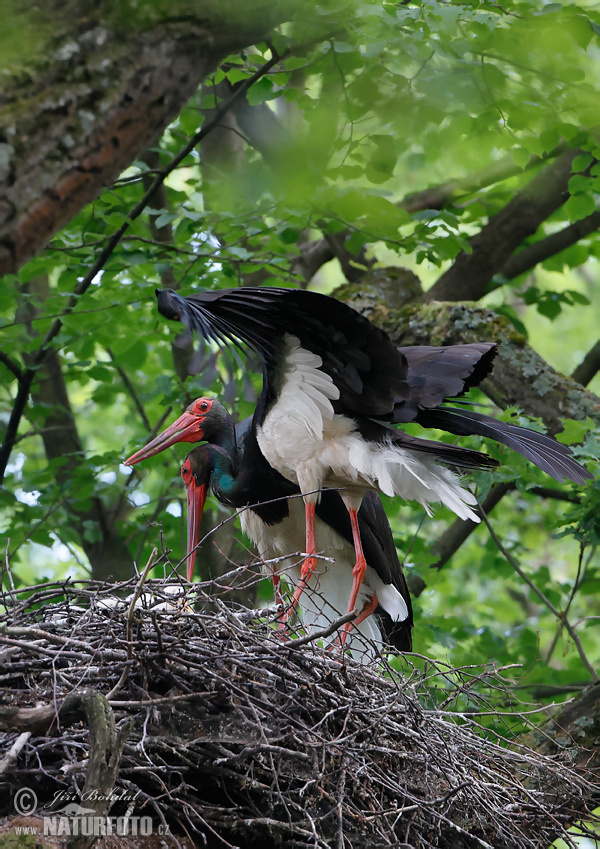 Cigogne noire