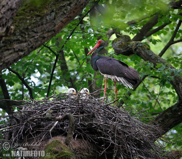 Cigogne noire