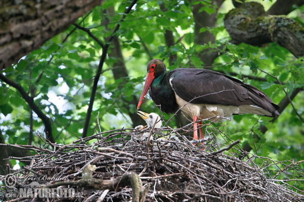 Cigogne noire