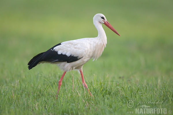 Cigonya blanca