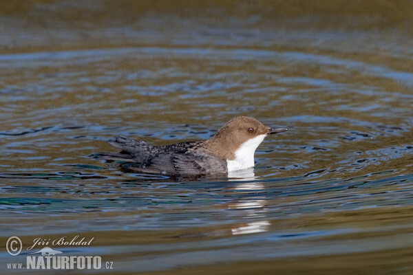 Cinclus cinclus