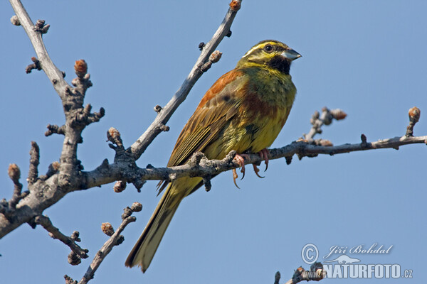 Cirl Bunting (Emberiza cirlus)