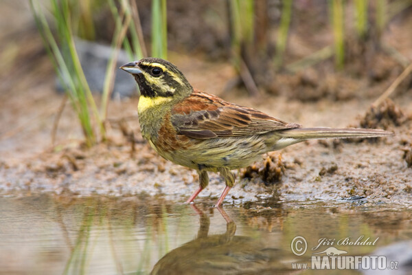 Cirl Bunting (Emberiza cirlus)