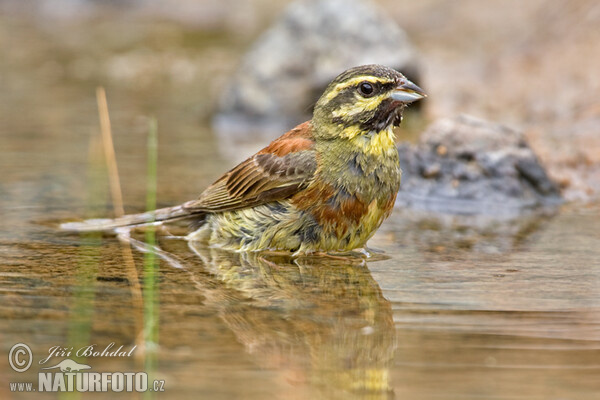 Cirl Bunting (Emberiza cirlus)