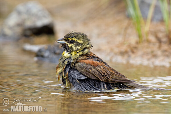 Cirl Bunting (Emberiza cirlus)