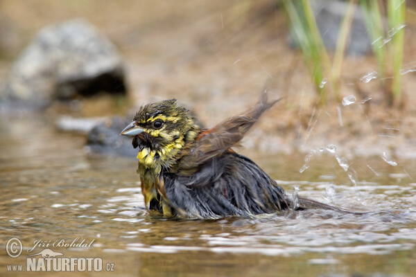 Cirl Bunting (Emberiza cirlus)