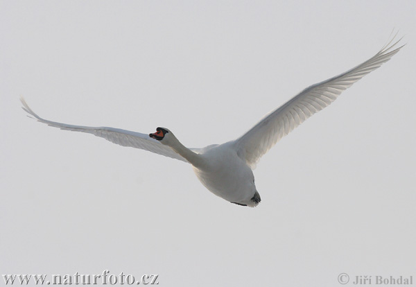 Cisne-branco