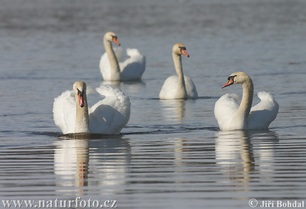 Cisne-branco