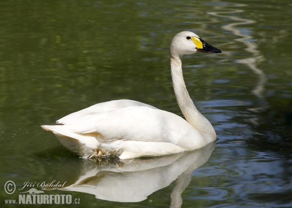 Cisne-pequeno