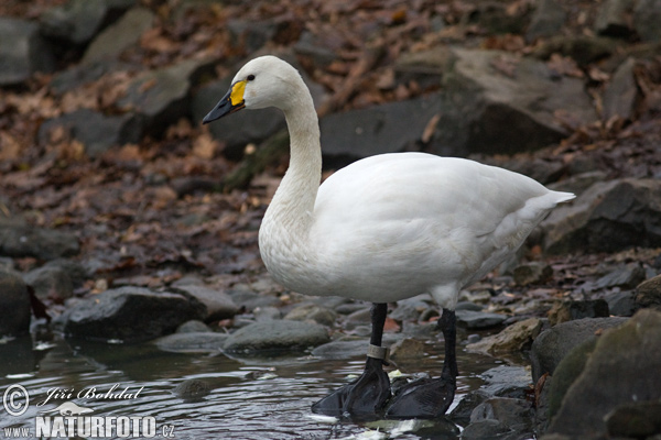 Cisne silbador columbianus