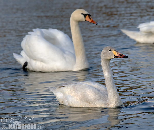 Cisne silbador columbianus