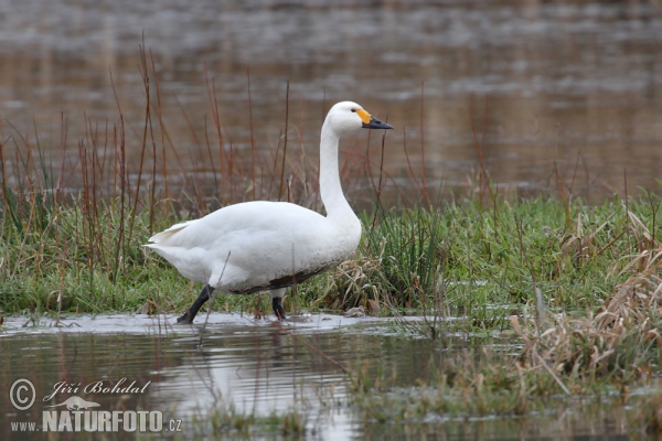 Cisne silbador columbianus