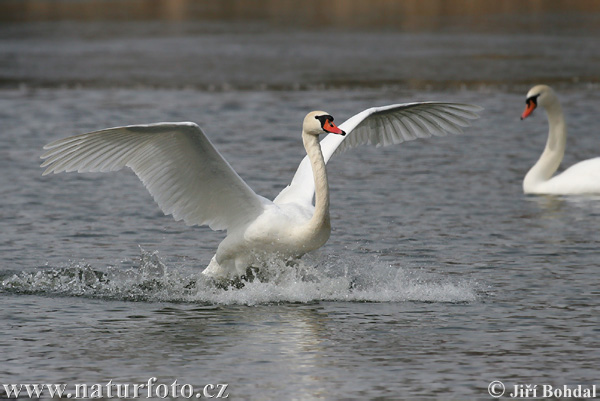 Cisne vulgar