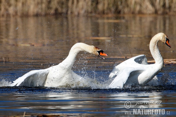Cisne vulgar