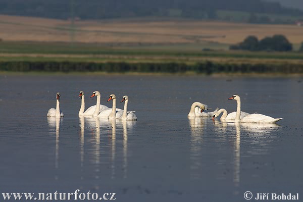 Cisne vulgar