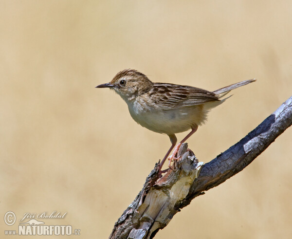 Cisticola juncidis