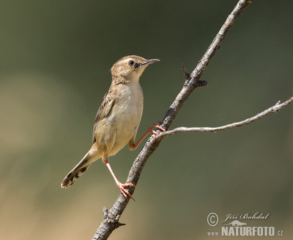 Cisticola juncidis