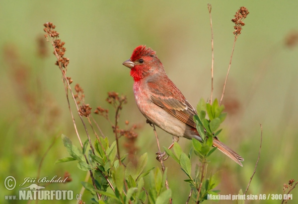 Ciuffolotto scarlatto