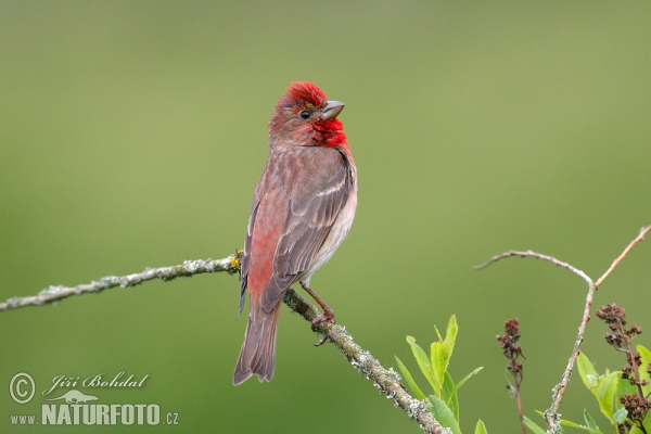 Ciuffolotto scarlatto