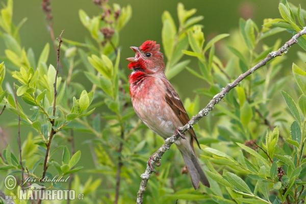 Ciuffolotto scarlatto