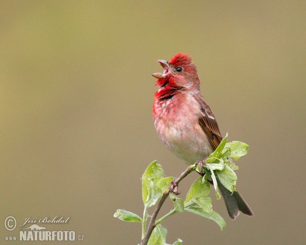 Ciuffolotto scarlatto