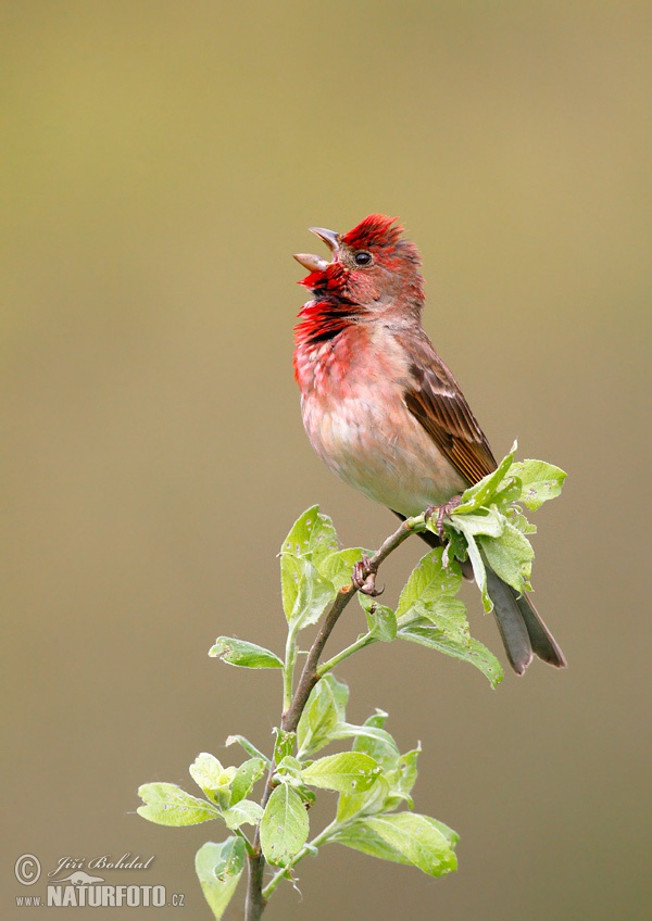 Ciuffolotto scarlatto