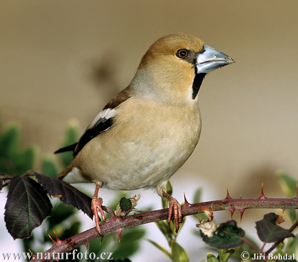 Coccothraustes coccothraustes