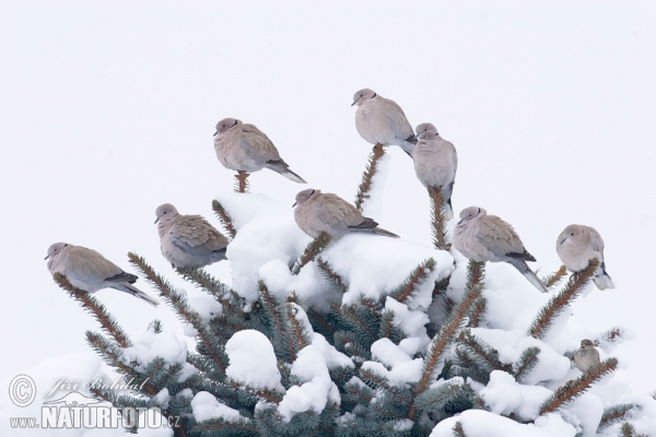 Collared Dove (Streptopelia decaocto)