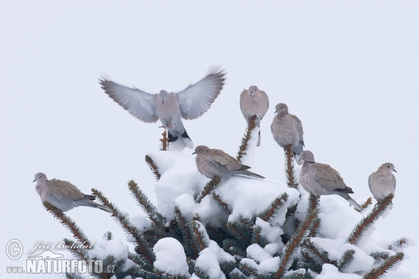 Collared Dove (Streptopelia decaocto)