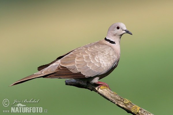 Collared Dove (Streptopelia decaocto)